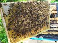 Sprzedam rodziny pszczele na ramkach wielkopolskich 2024