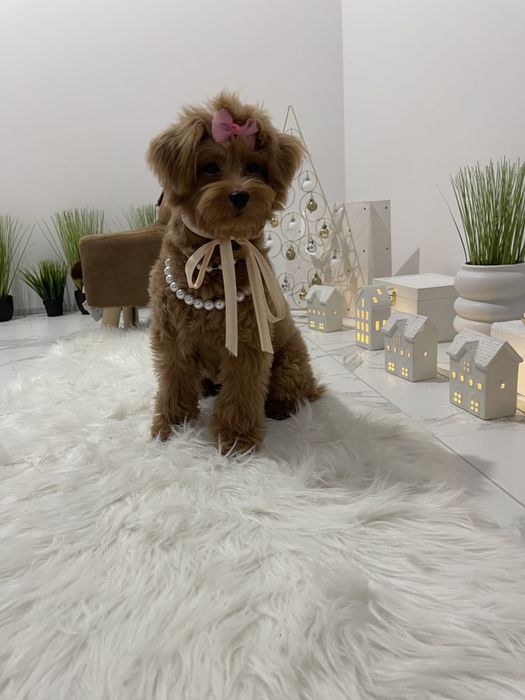 Помапу — Ідеальні спутниці з мякою шерстю та відкритим серцем