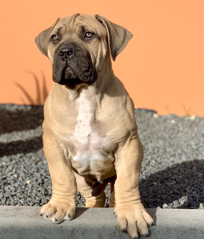 Boerboel Sul Africano