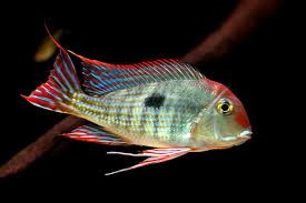 Геофагус Красноголовый Тапажос Tapajos Red Head