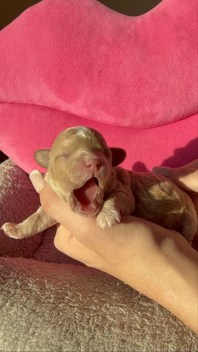 Наймиліші мальтіпу  бронь