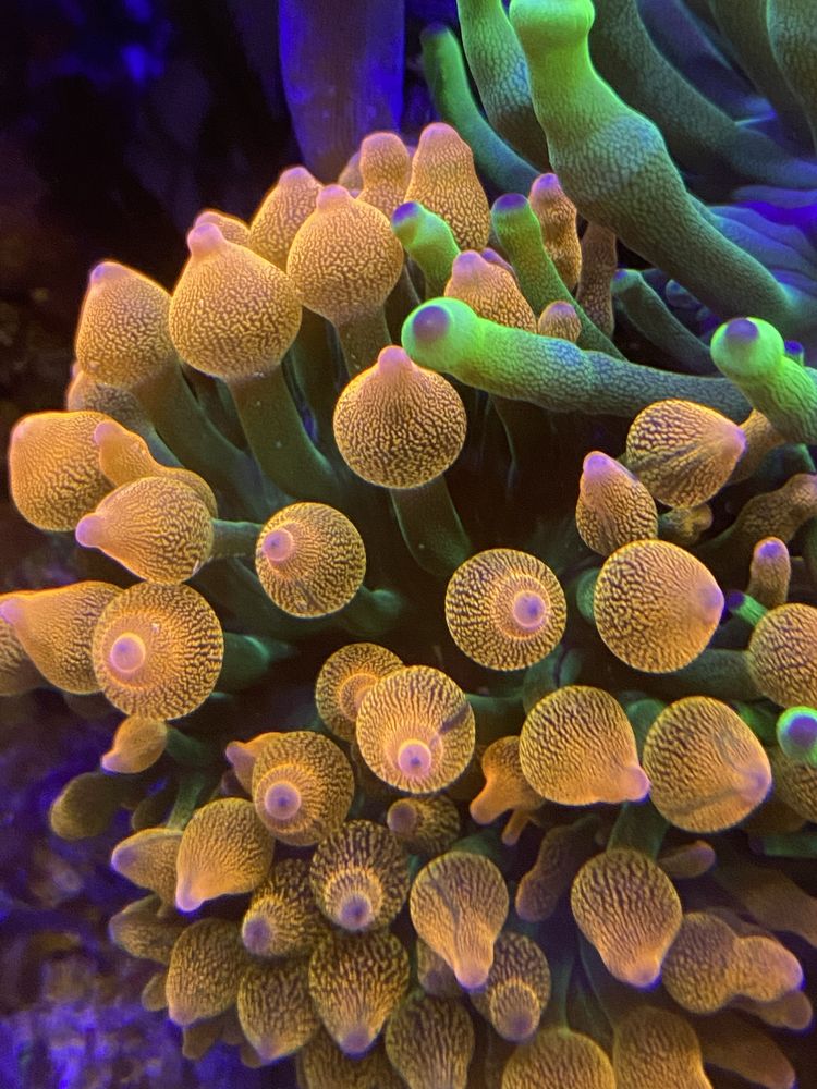 ukwiał quadricolor rainbow