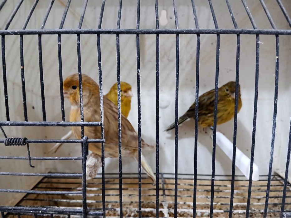 Para venda várias raças de canários