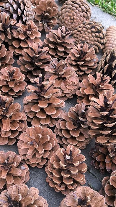 Шишки соснові 2025р., шишки великі до 11 см