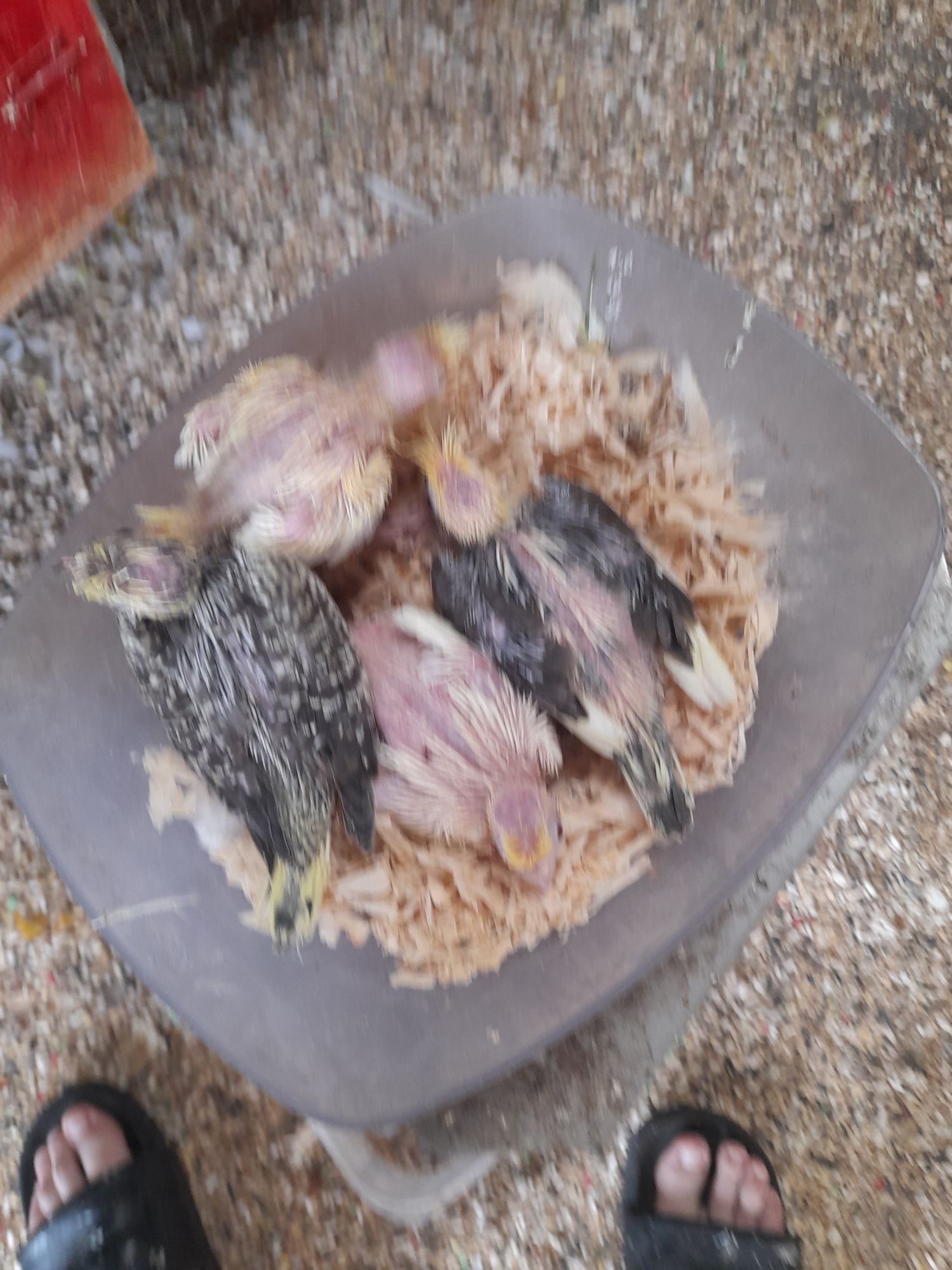 Caturra lutina bebé