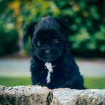 York czarny Black Yorkshire Terrier najpiękniejszy. Dokumenty.