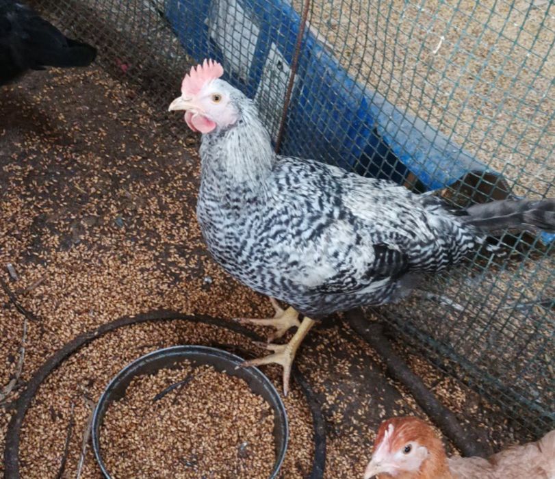 Sprzedam koguta green Shell