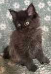 Kotek maine Coon. FILEMON