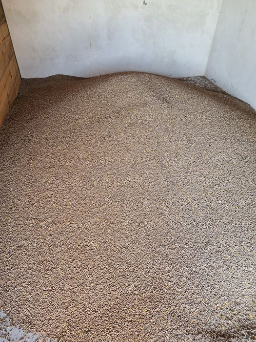 Łubin gorzki wąskolistny