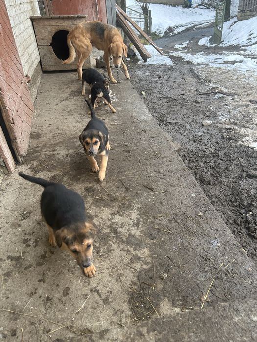 Щенята Руська гонча Львівська область