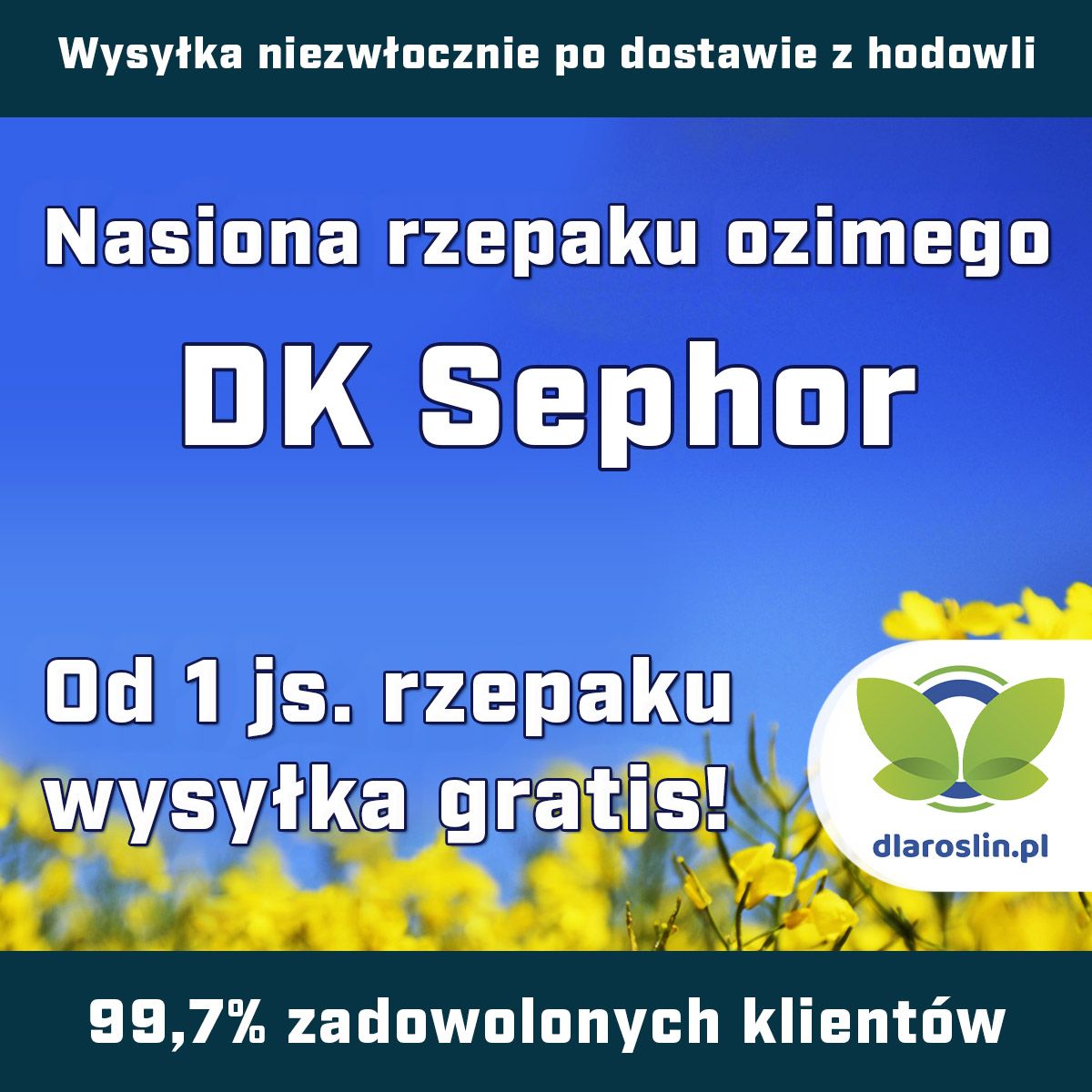 Rzepak ozimy DK Sephor F1 C1 opak 1,5mln Scenic Gold Buteo Start, Zinc