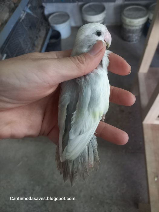 Roseicollis fêmeas e machos