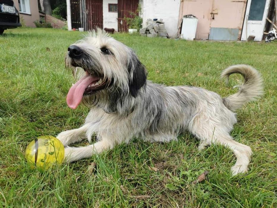 Zaginoł pies w Iłowej