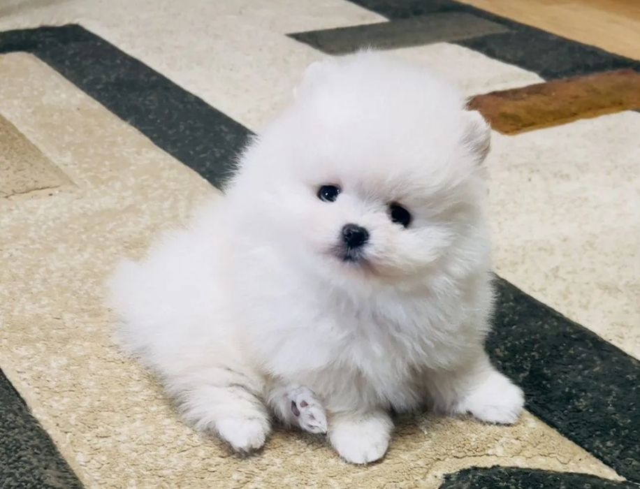 Топи крохи мини шпицы