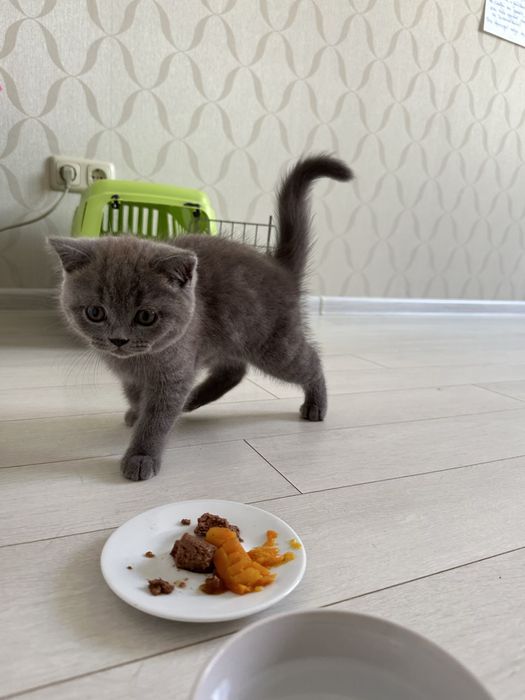 Чудесные прямоухие шотландские котята