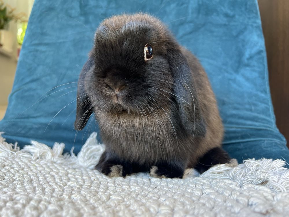 Samiczka mini lop! Hodowla zarejestrowana