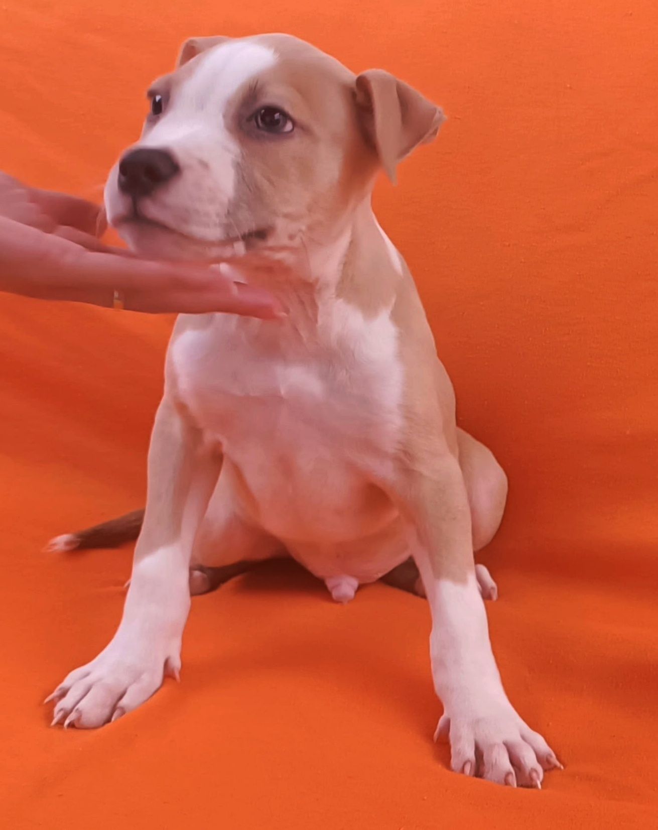 Macho American pitbull