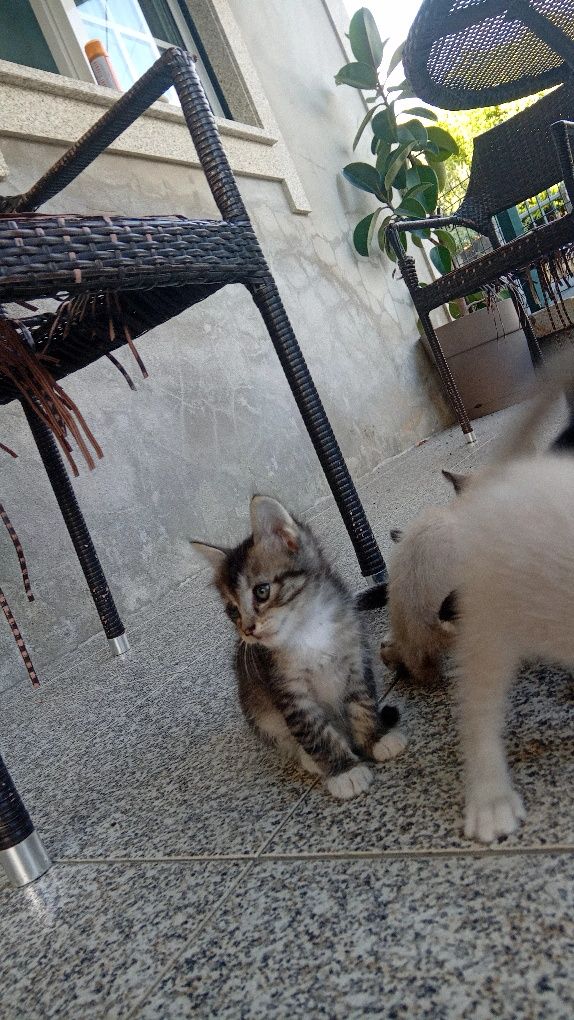 Gatinhos para adoção