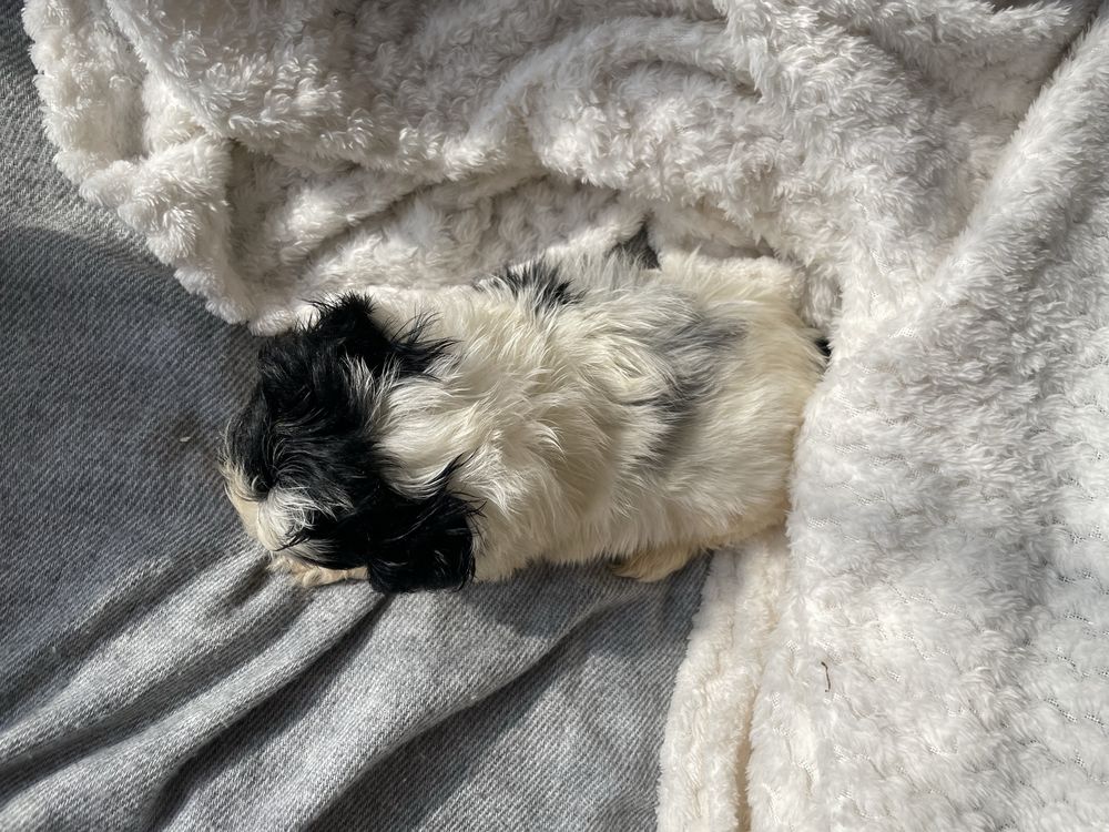 Shihtzu macho pequeno