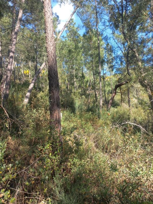 Cendo mata ou os pinheiros