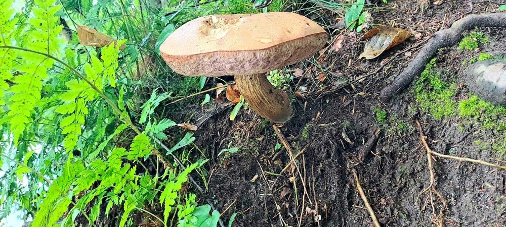 domek letniskowy Mazury Las jezioro