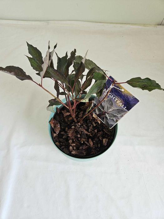 Dereń biały Nightfall czarny 40cm C2 – krzew ozdobny + nawóz gratis