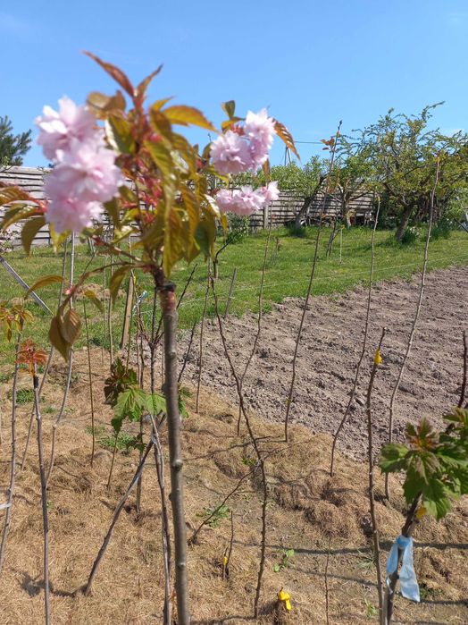 Сакура ,глід,верби,піони,барбариси,гортензії,дієрвілла,піроканта і т.д