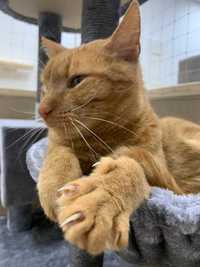Jantar - rudy przystojniak - kot do adopcji