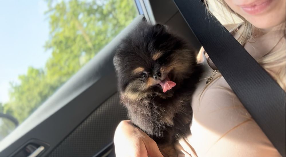 Pomeranian XS - TEO w typie misia