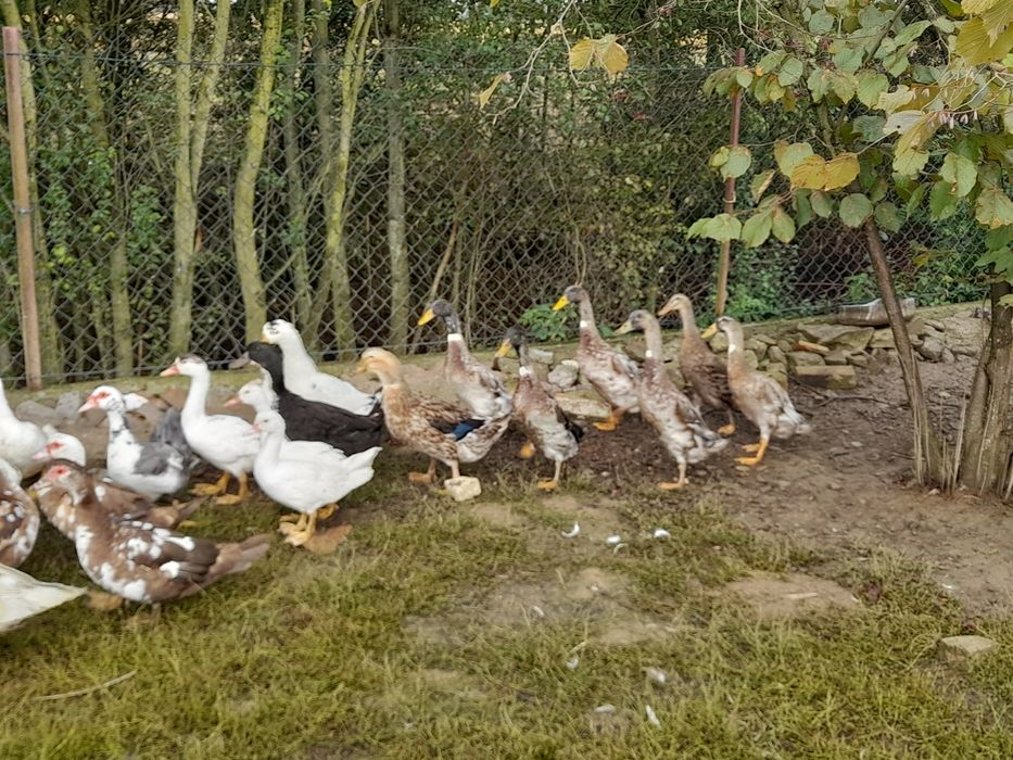 Kaczki francuskie, staropolskie, biegusy