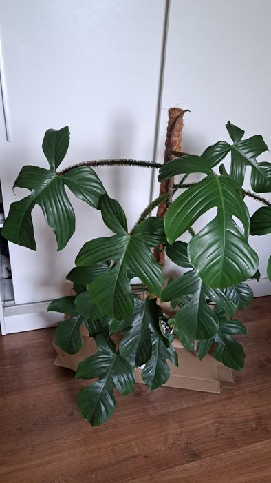Bardzo duża piękna roślina kwiat, Philodendron filodendron