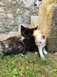 Gatinhos bebés para adoção