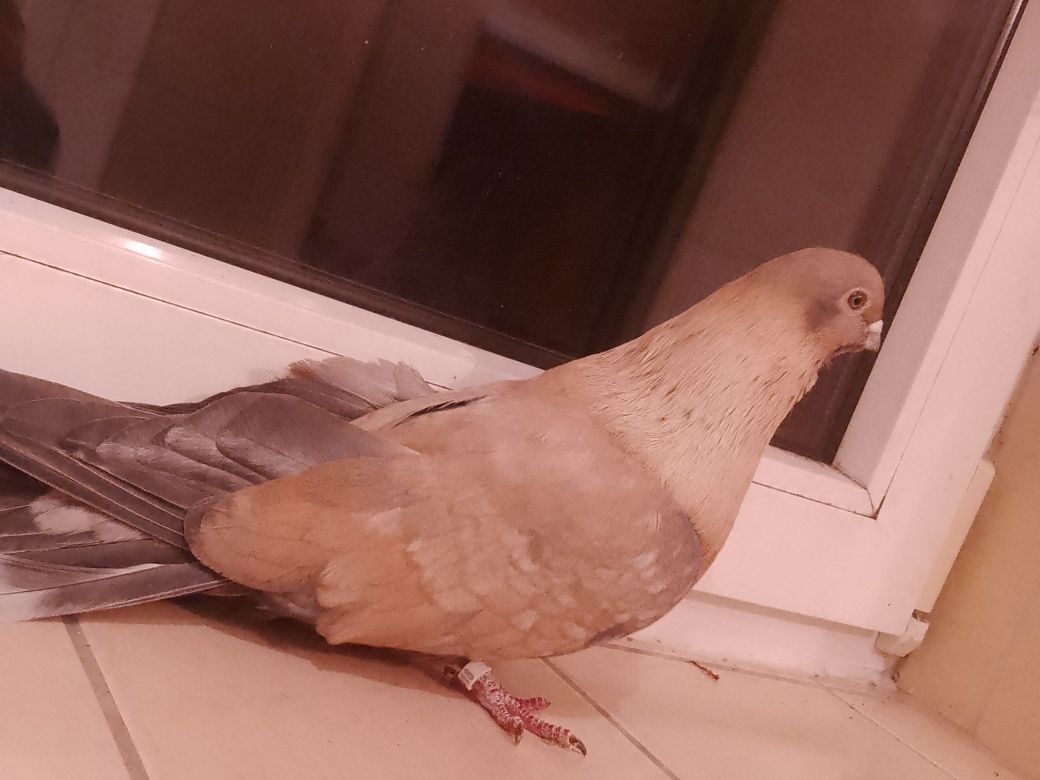 Swift Egipski, jerzyk, młode samce