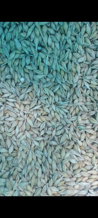 Sprzedam pszenicę, pszenżyto, jęczmień, kukurydza,owies, słonecznik