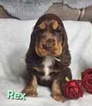 Cocker spaniel angielski - czekoladowo podpalany piesek