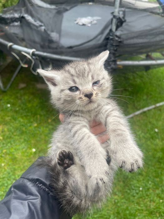 oddam kotki za darmo