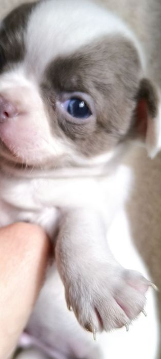 Chihuahua.Menino Branco e Lilás de Olhos azuis.  Perfeito!