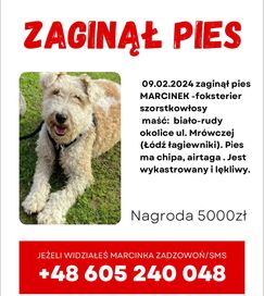 Zaginął pies Marcinek foksterier biało-rudy lękliwy Łódź Łagiewniki