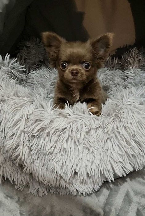 Ліловий, манюній, гарнюній