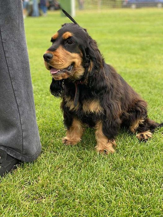 cocker spaniel angielski