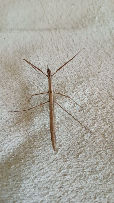 В'єтнамський палочник