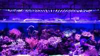 20.000K Akwarium Morskie dioda POWER LED