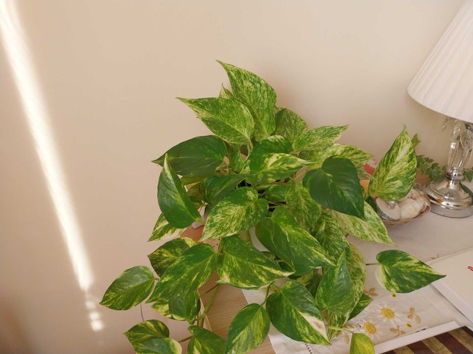 wielki, piekny wiszacy kwiat  na sprzedaz