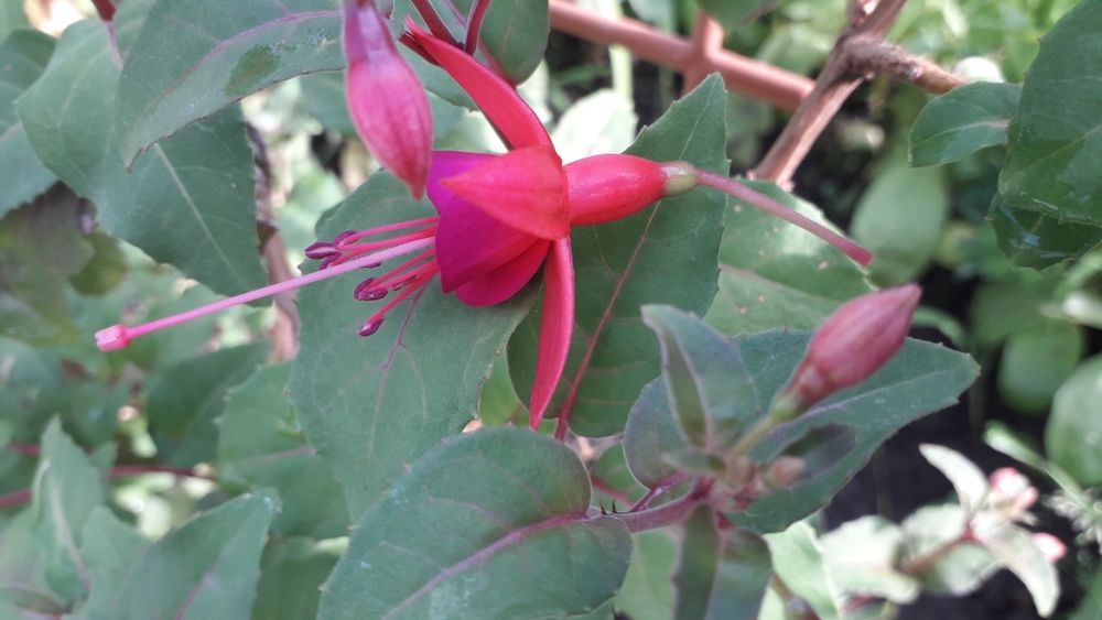 Фуксия деревовидна/легка в уході