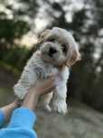 Witam sprzedam suczke maltipoo