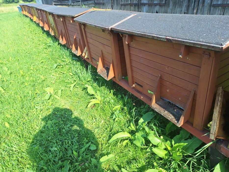 Miód spadziowy lisciasty