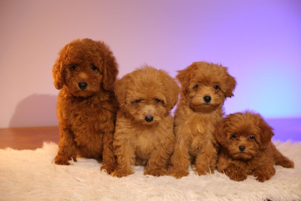 Один хлопчик ‼️ та одна дівчинка ‼️ мальтіпу Акційна ціна