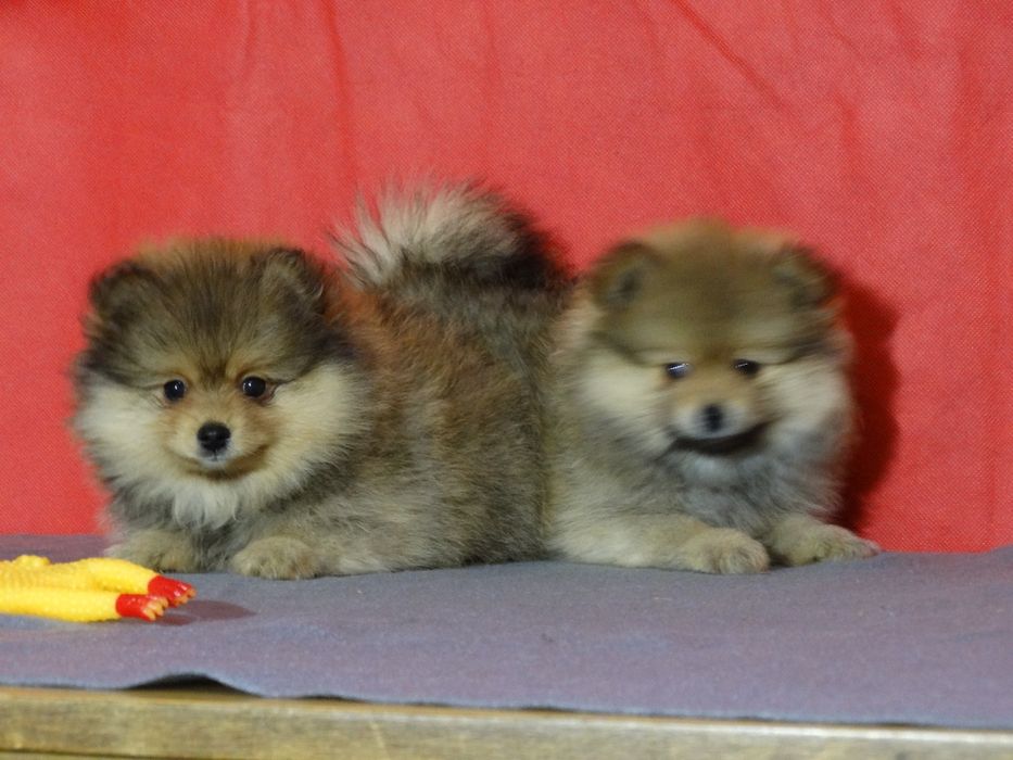 Szpic miniaturowy suczka z rodowodem