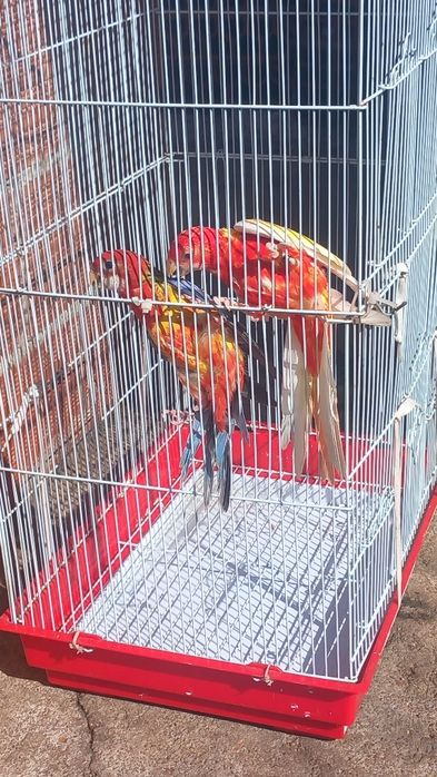 Macho rosela vermelha