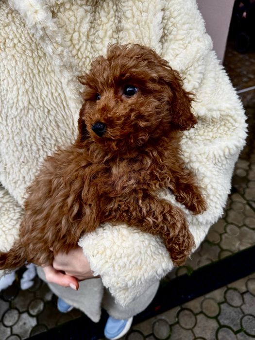 Хлопчик той пудель ред браун 3 міс / мальтипу